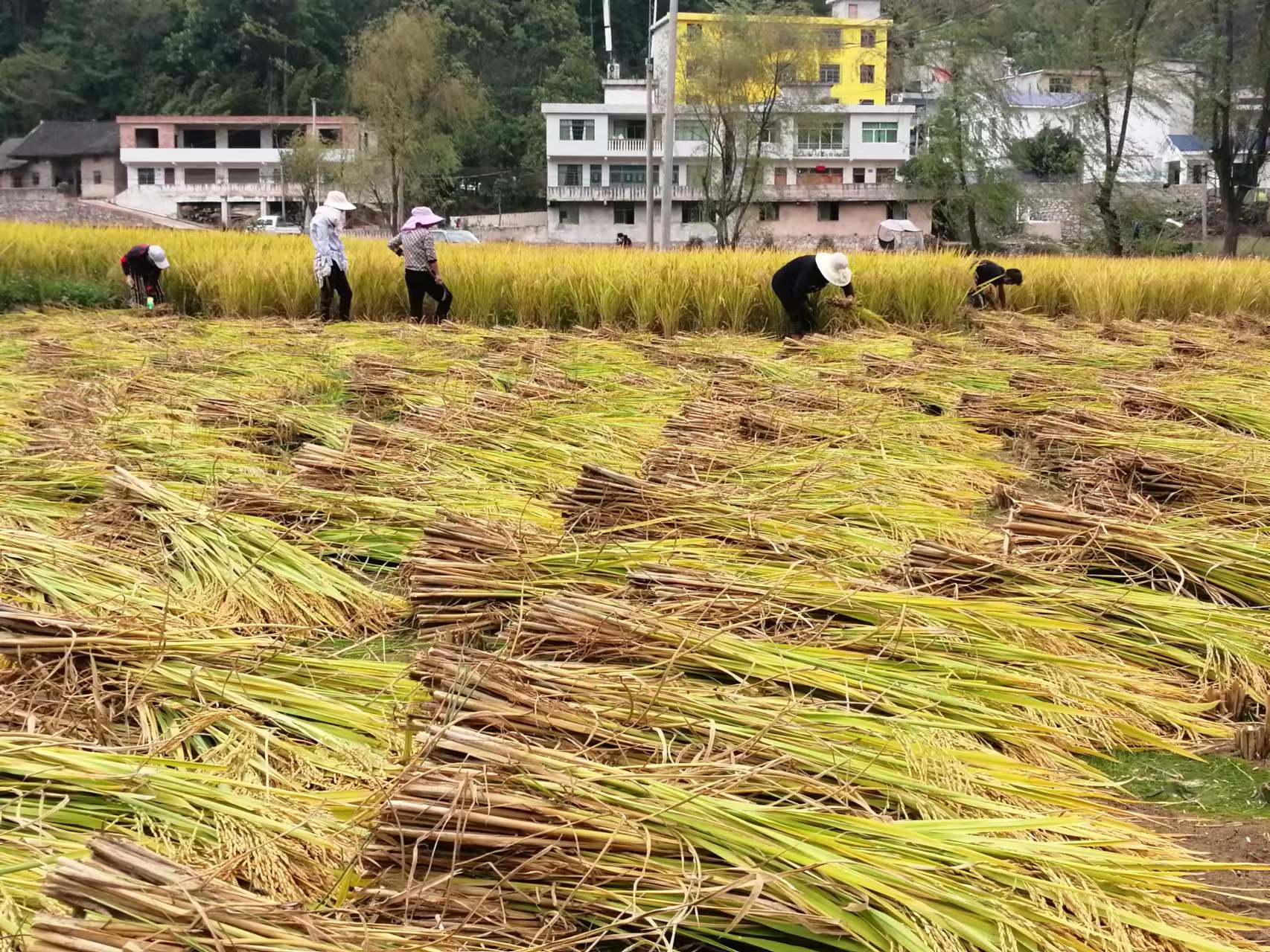 清镇市麦格乡大麦村稻谷飘香收获忙