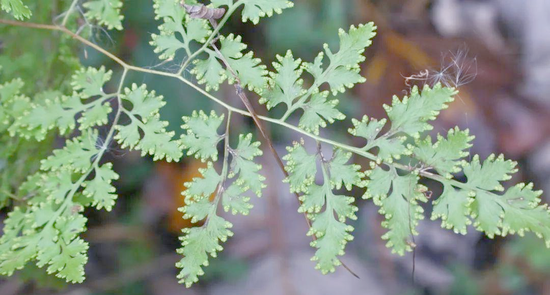 海金沙:从金色名字到神奇中药的转变