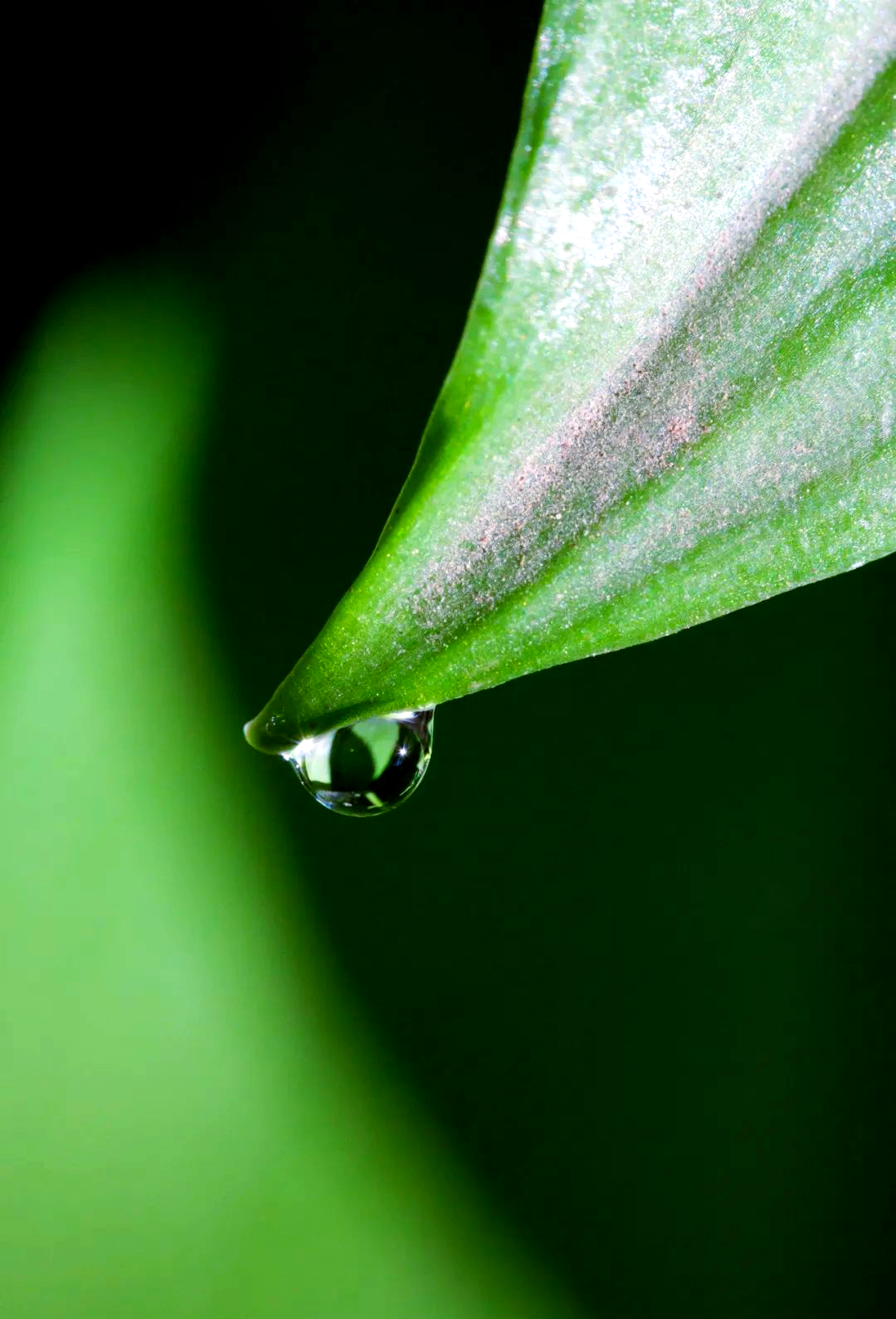 露珠摄影,如何拍出惊艳效果?