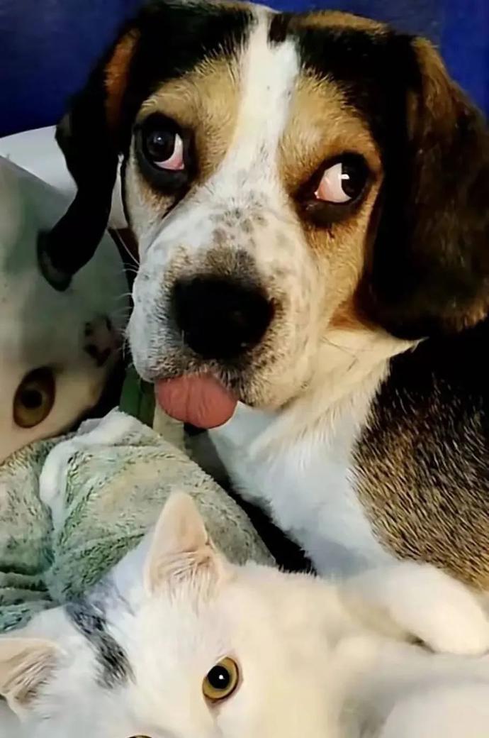 女子网购收到"斜白眼"狗狗,网友:两只眼睛各有各的想法