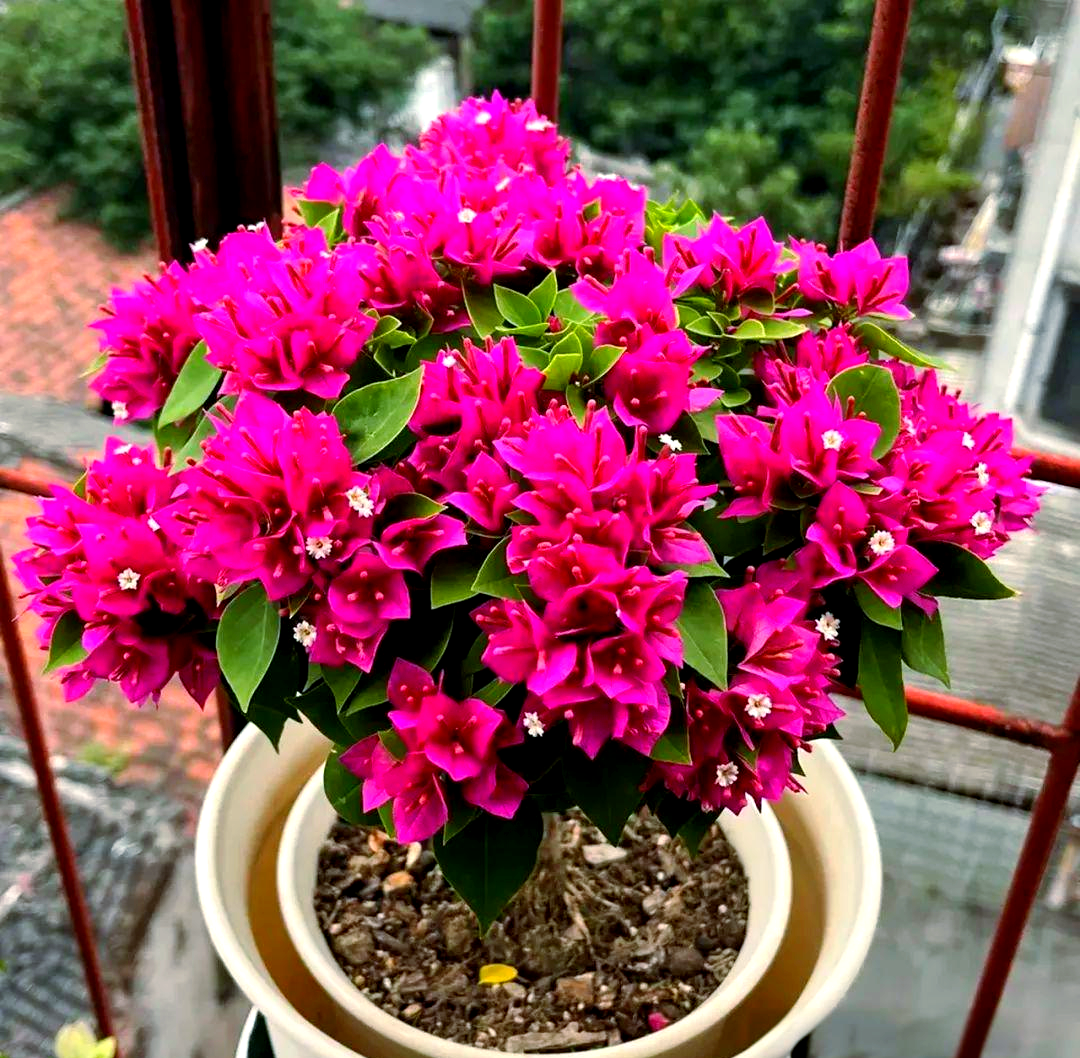 塔紫三角梅:独特品种,展现多样魅力