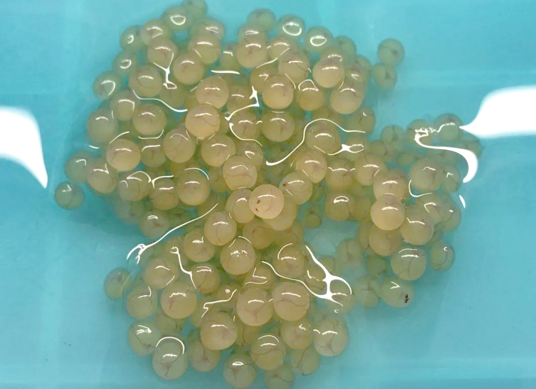 人工孵化异形鱼卵的关键技能:剔除异常受精卵