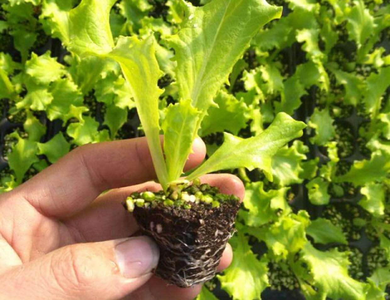 生菜 优质问答专区