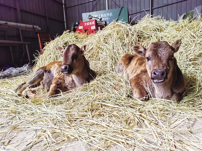 世界首例克隆西藏濒危牛诞生