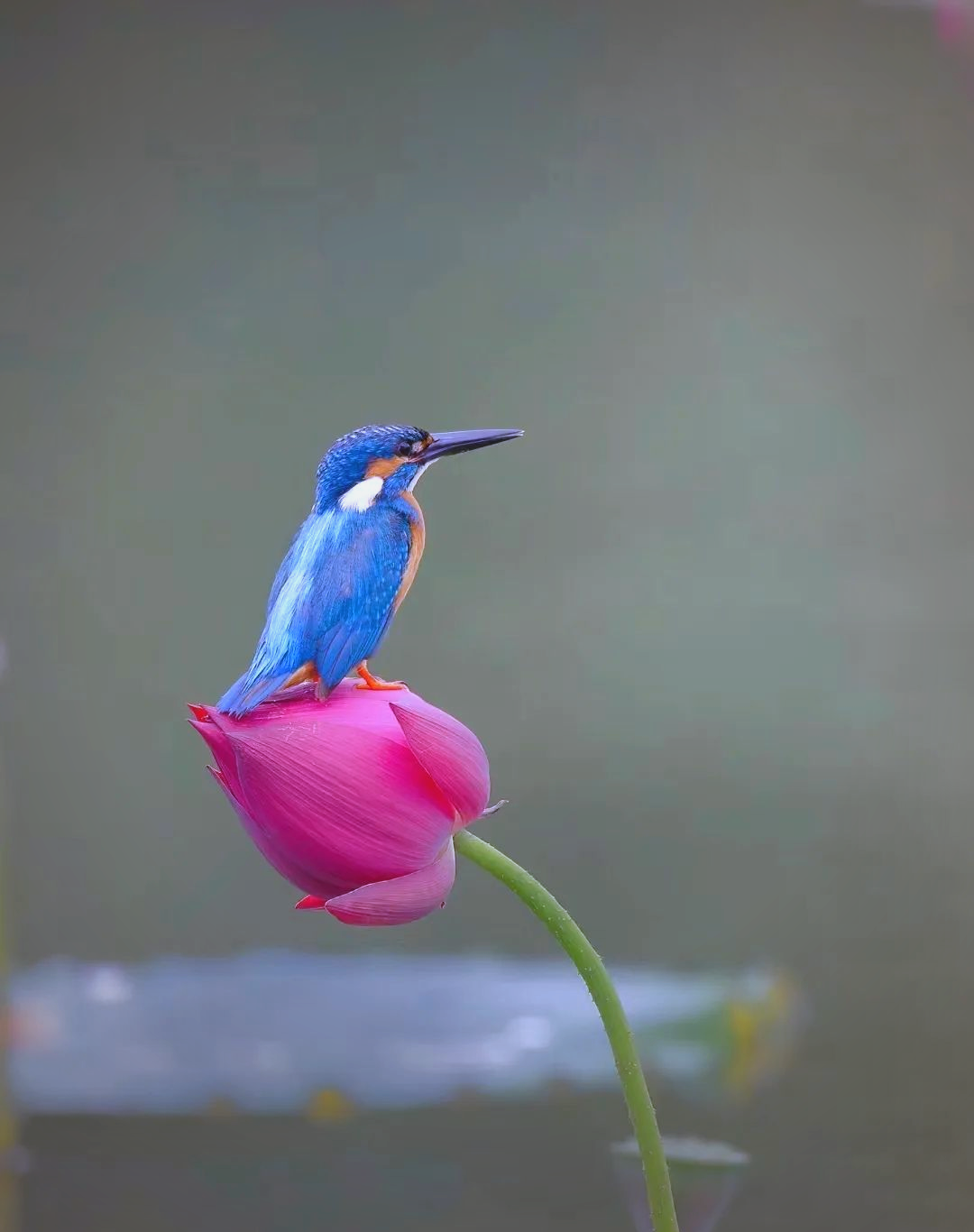 荷花盛开,翠鸟翩翩,美不胜收!