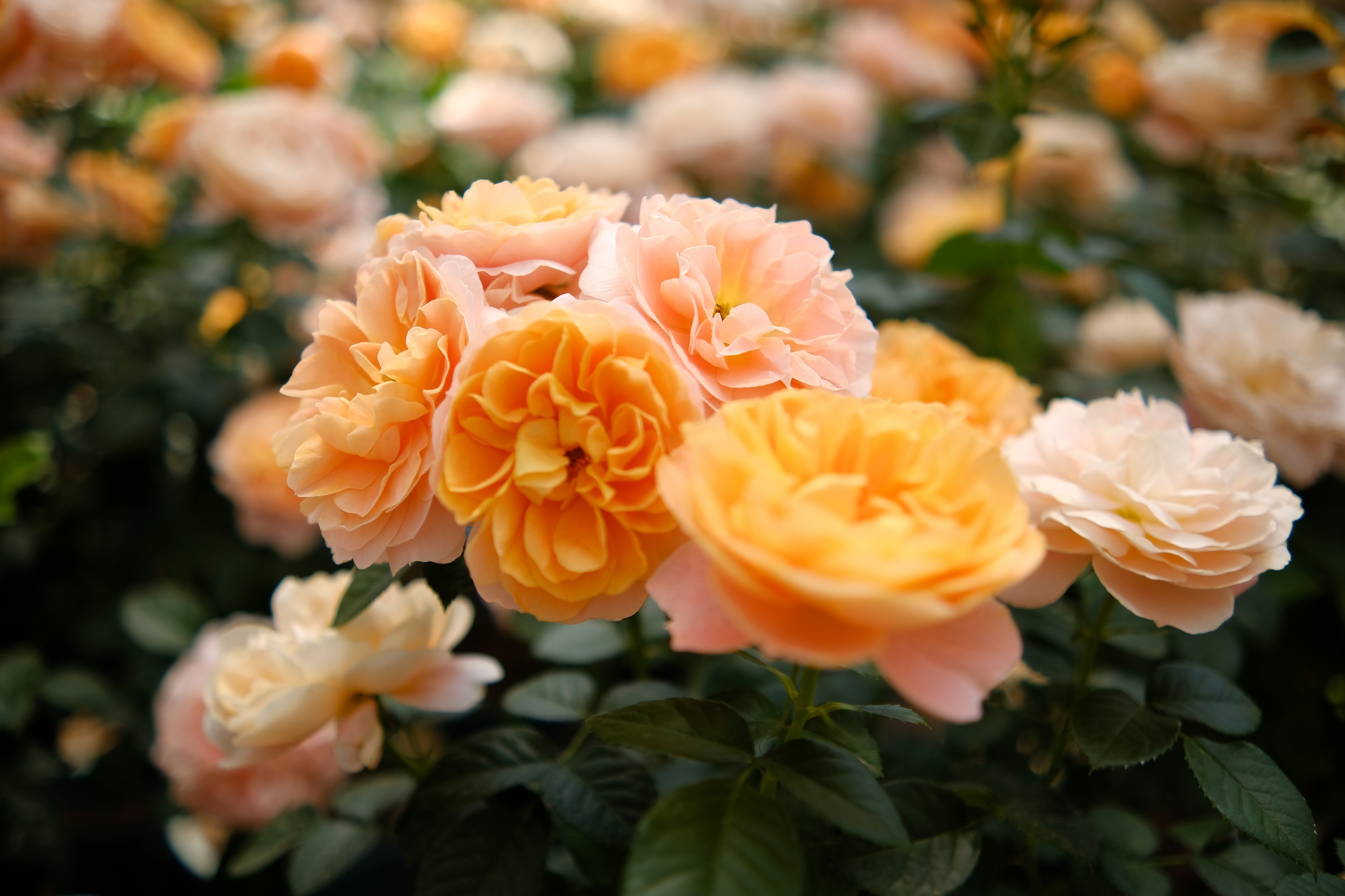 宁波北仑百亩玫瑰花海进入盛花期