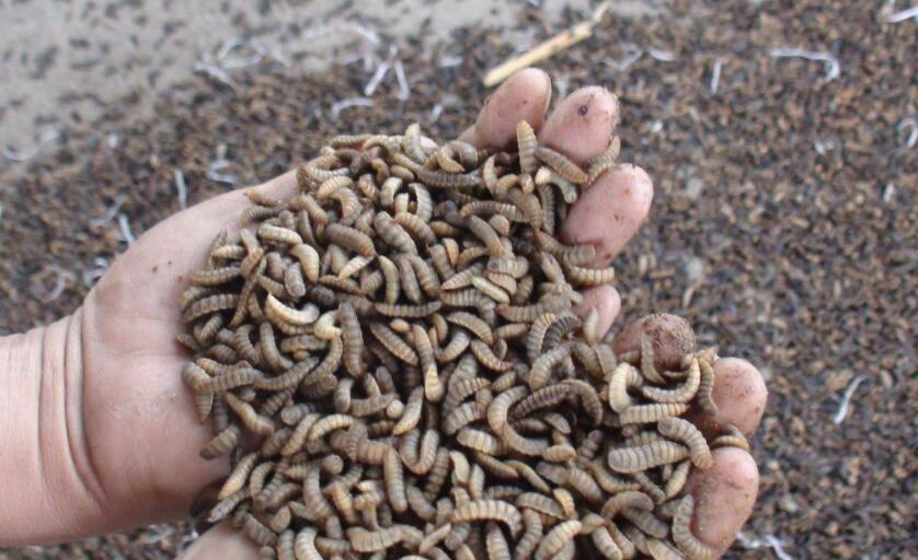 黑水虻幼虫的这些知识你知道吗?