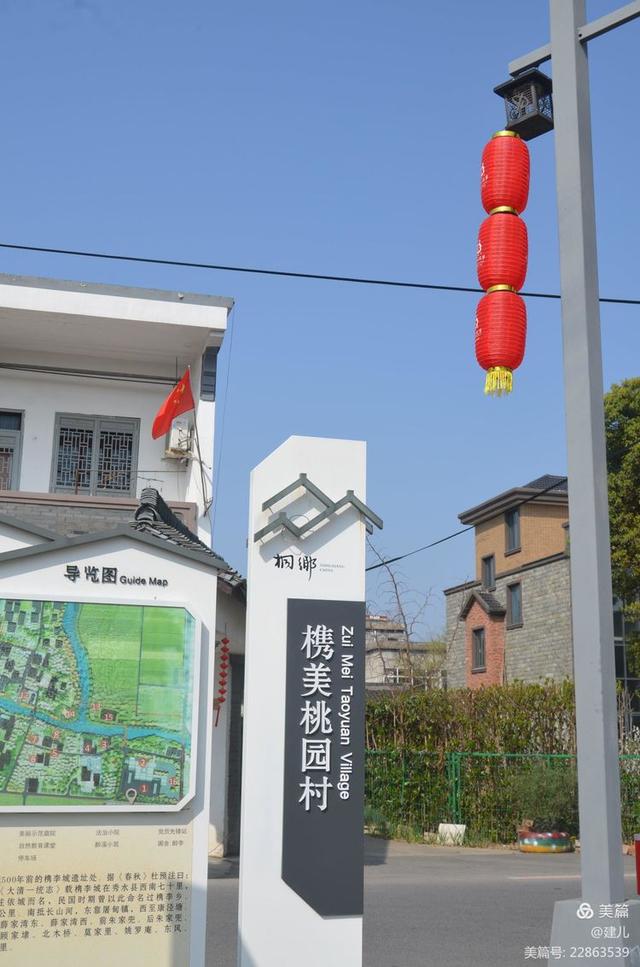 桐乡市梧桐街道桃园村行,摄槜李花