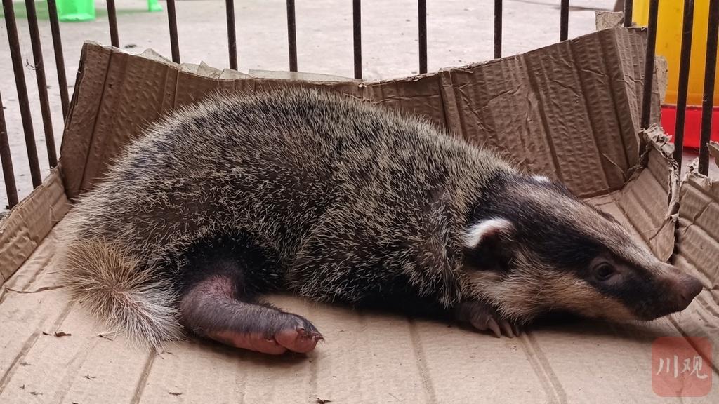 国家二级保护动物猪獾获救后住进新家