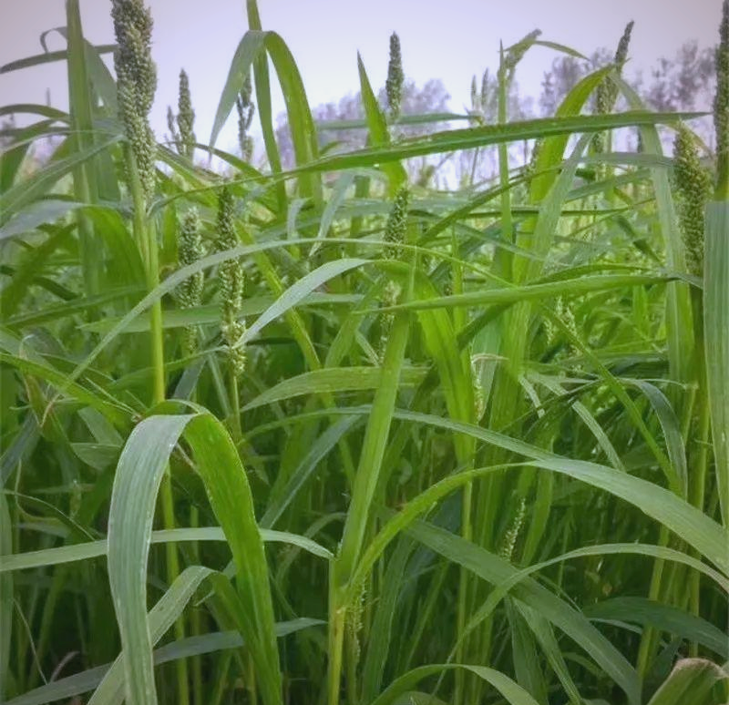 :一种优质高产的牧草品种