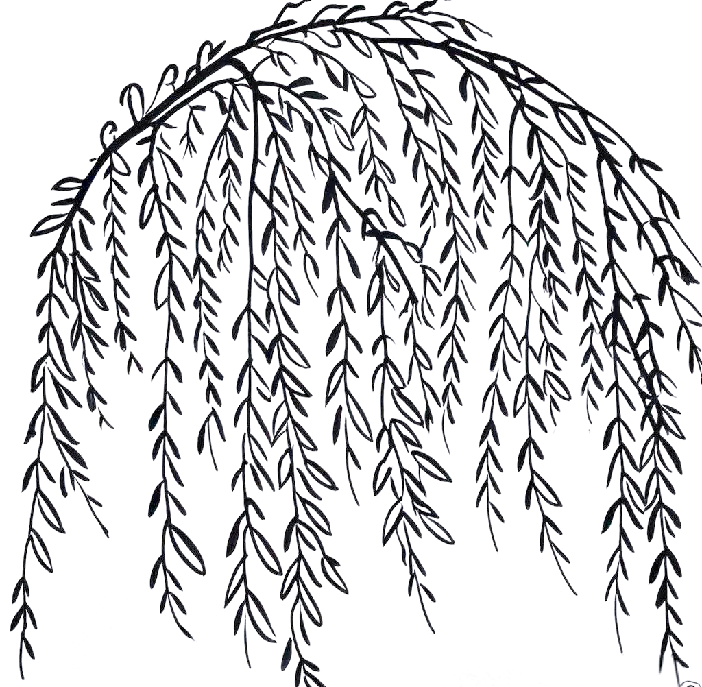 柳树线描绘画的技巧与练习方法