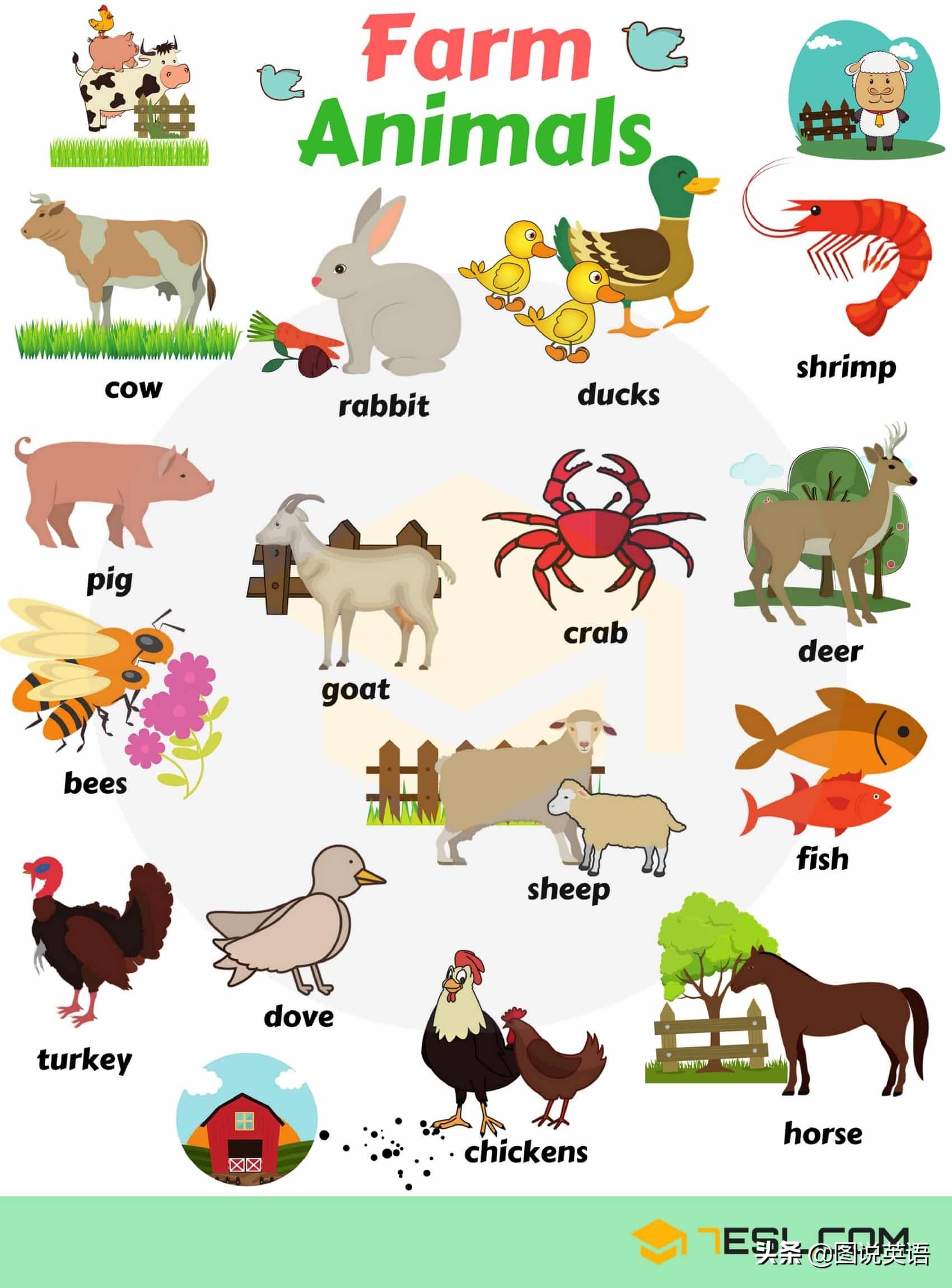 单词设计创意图动物图片
