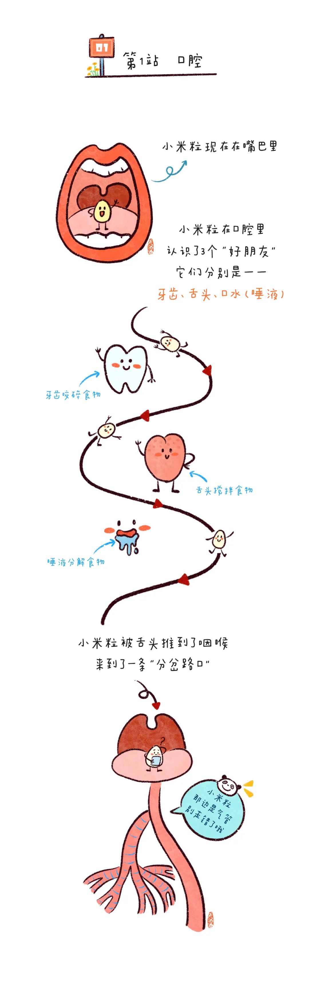 食物进入人体的路线图图片