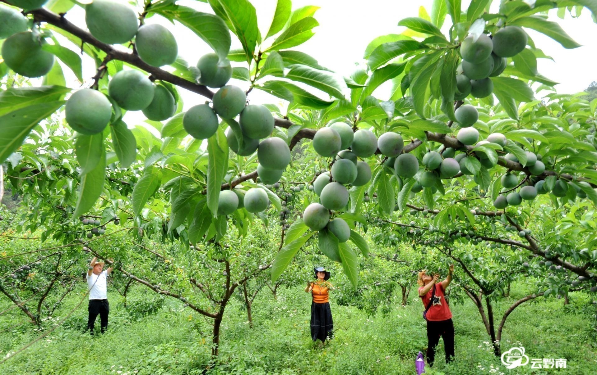 平塘县苗二河村:桃,李进入丰果期