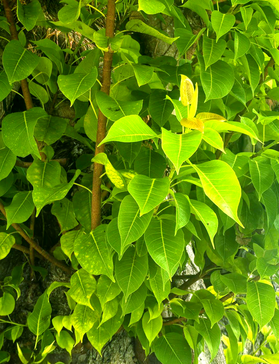 假菩提树:澳门古树最多的树种揭秘