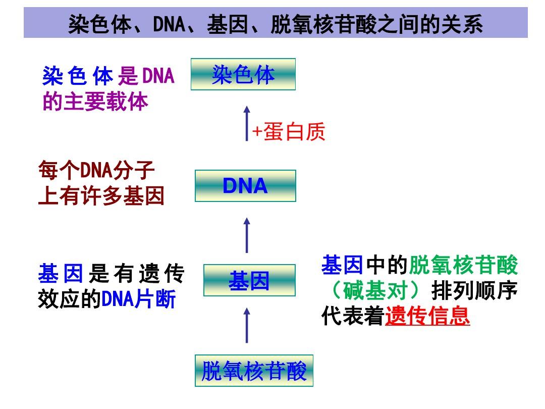 基因,dna,染色体三者之间的关系