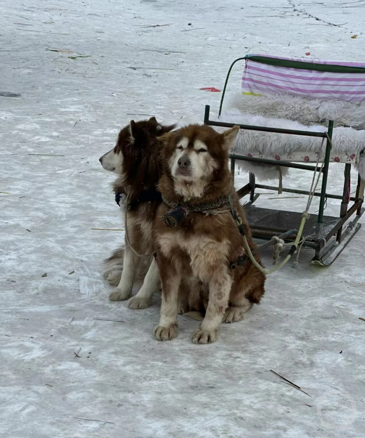 哈尔滨雪橇犬高强度工作引争议 文旅局 已叫停