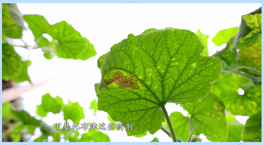 黄瓜蔓枯病的预防与治疗全攻略