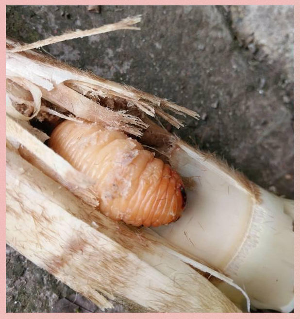 竹笋虫:郁南深山中的害虫,却承载无数童年回忆与美食探索