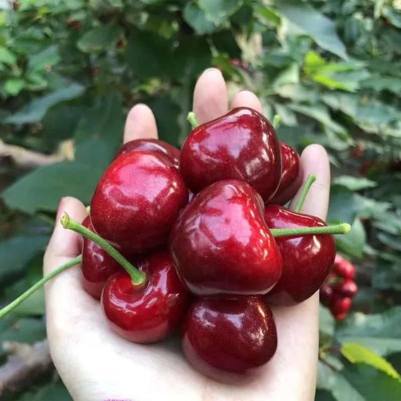 从采摘到吃到只要2天这一时鲜货实惠又好吃