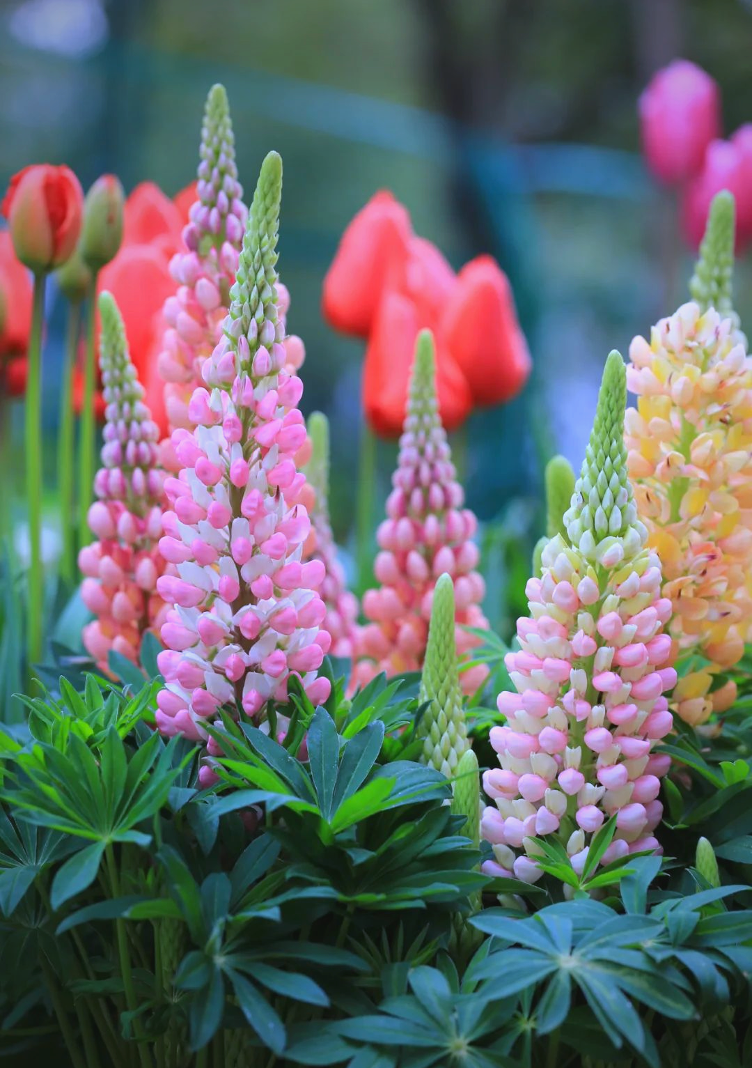 鲁冰花——多种美丽的羽扇豆品种介绍