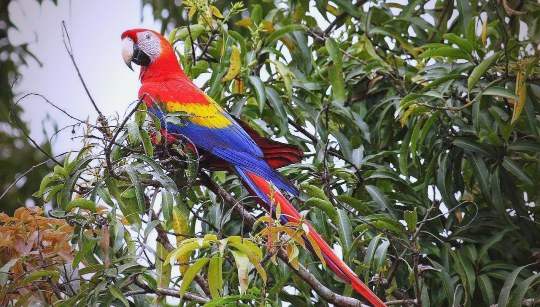 金刚鹦鹉:色彩艳丽,体型庞大的热带鹦鹉