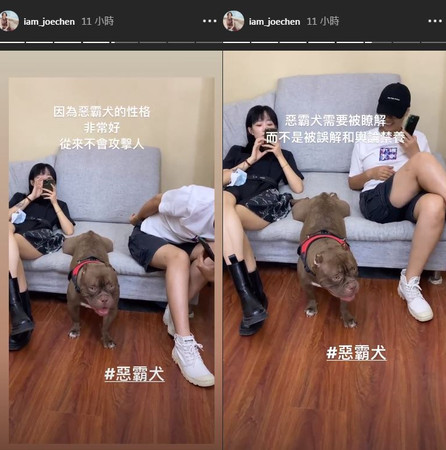 陈乔恩反对禁养恶霸犬 心疼晒毛孩:我的宝宝敏感胆小