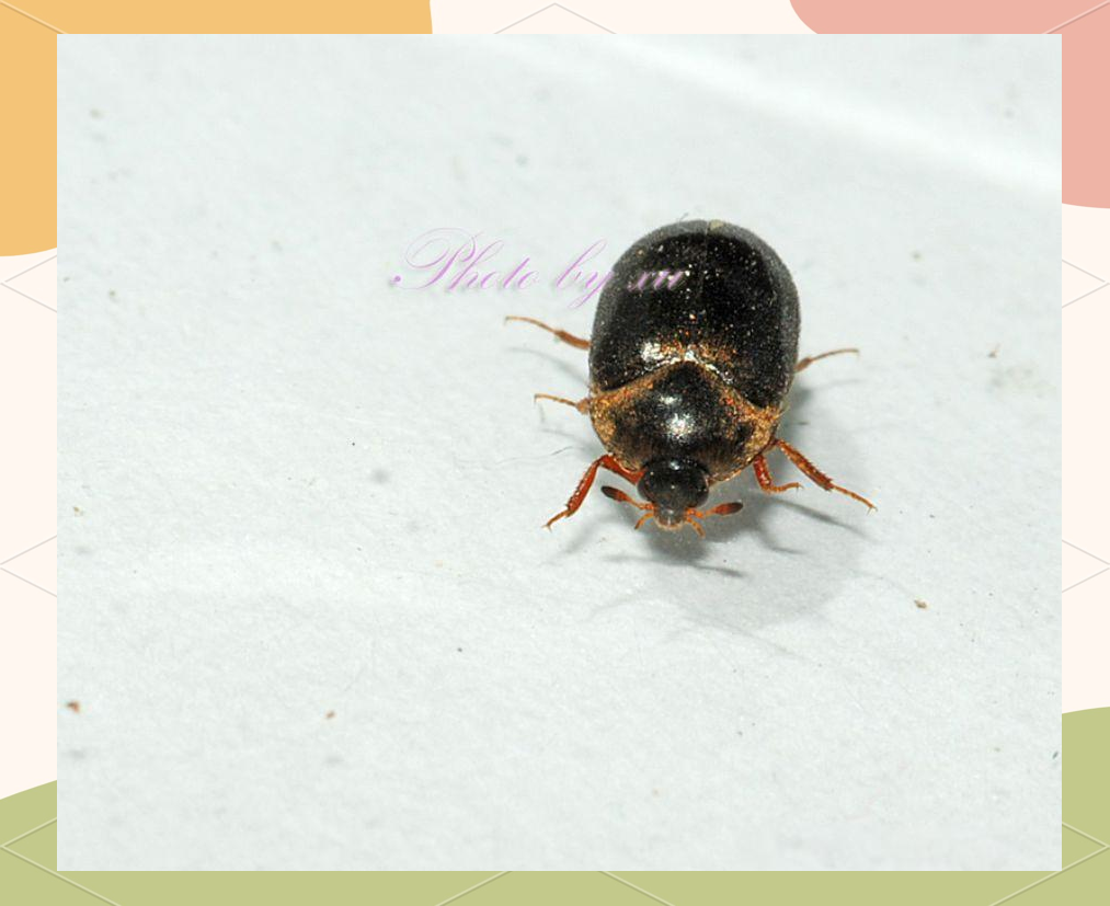 储粮害虫——黑皮蠹的详细介绍与防治方法