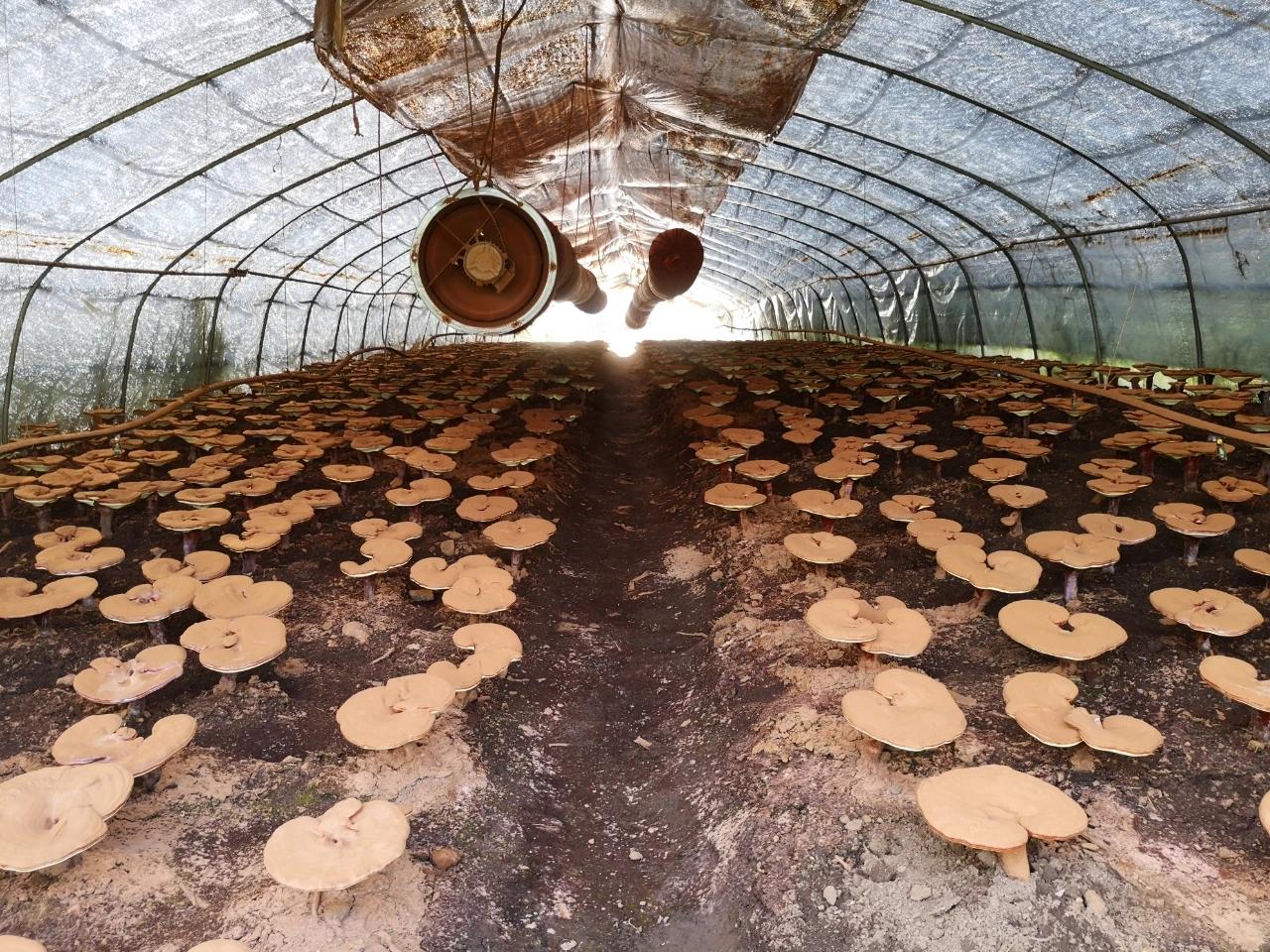 种植中药材致富图片