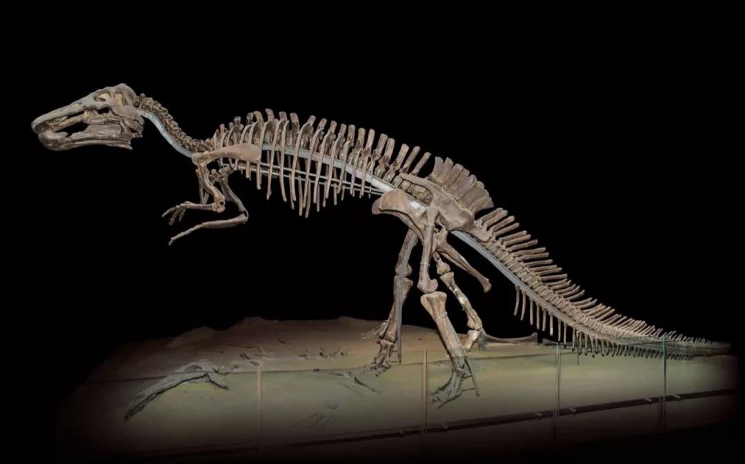 文物说|黑龙江省博物馆镇馆之宝——平头鸭嘴龙骨架化石