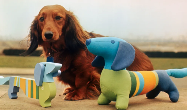 巴勃罗·毕加索(pablo picasso)与他的达克斯猎犬"卢普"(lump)合影,这