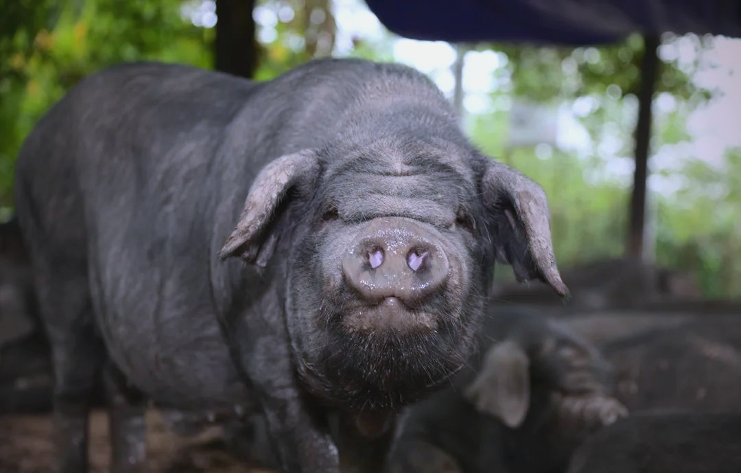 内江黑猪荣获多项荣誉,市中区打造全产业链生态产业