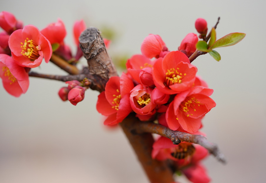 二十四番花信风之⑥ 春分花信风