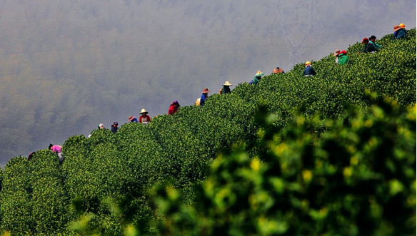 常州溧阳:"小茶叶"成就"大产业",以茶赋能经济高质量发展