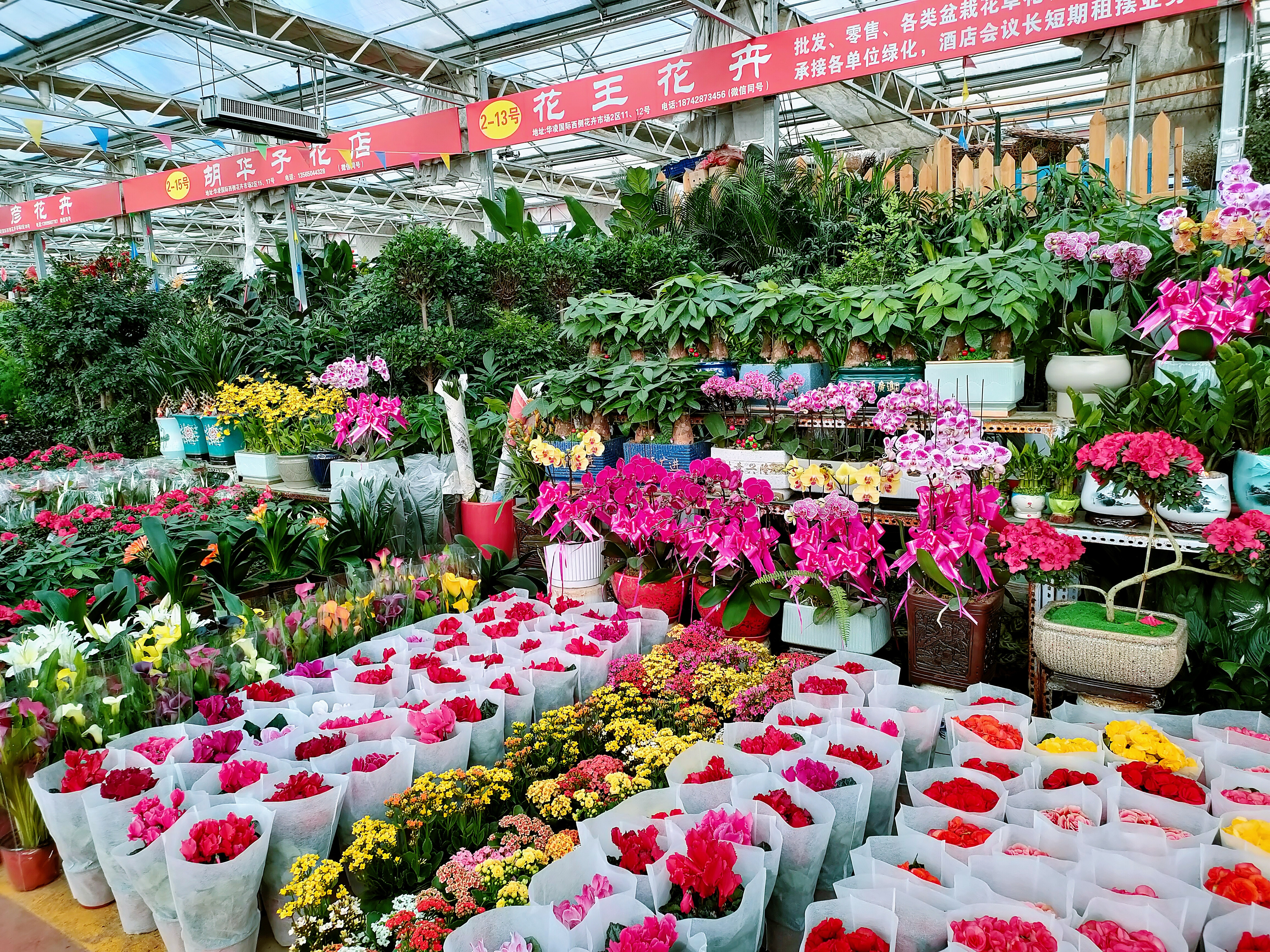 新春走基层|逛花市!梨城花卉市场人气旺