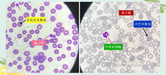 犬巴贝斯虫病的全面防治策略
