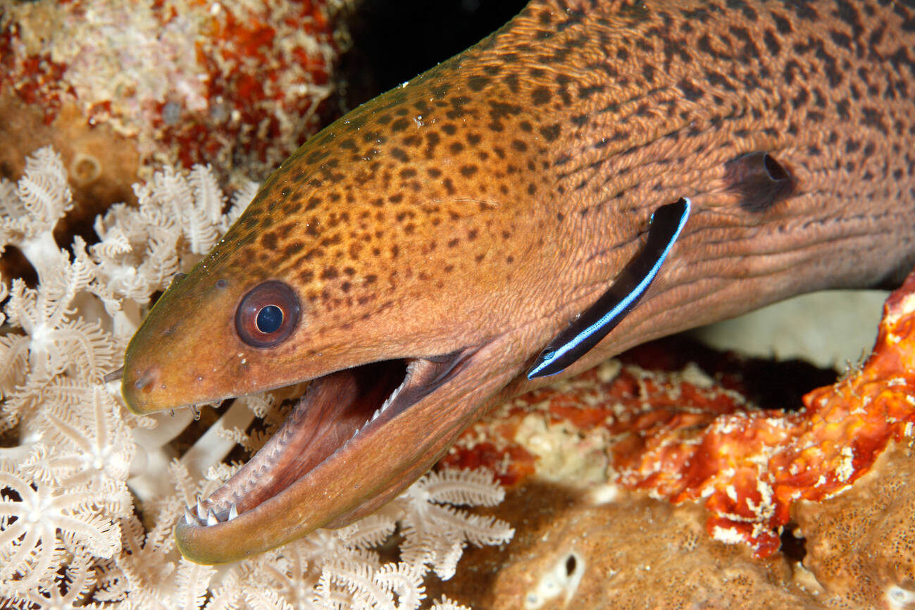 水族里的医生鱼—飘飘,原来它想吃的不是寄生虫,是另有私心
