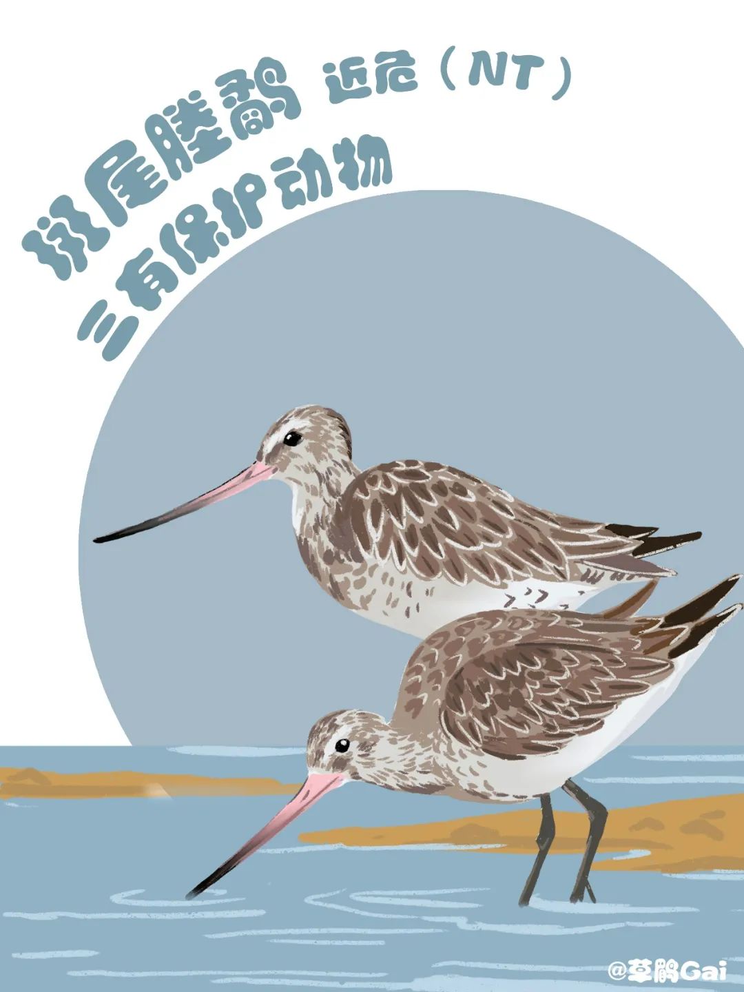 手绘插画|在中国,这10种水鸟正在摆脱濒危