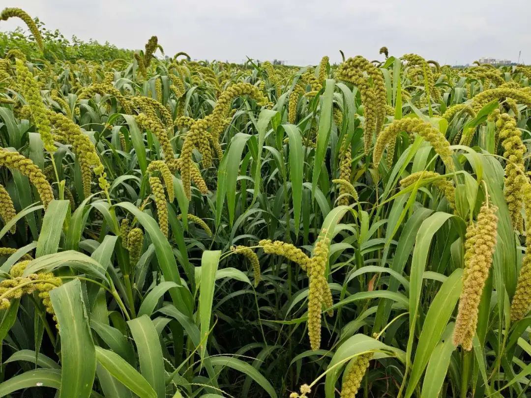 「乡村振兴」通济街道特色种植业撬动乡村振兴