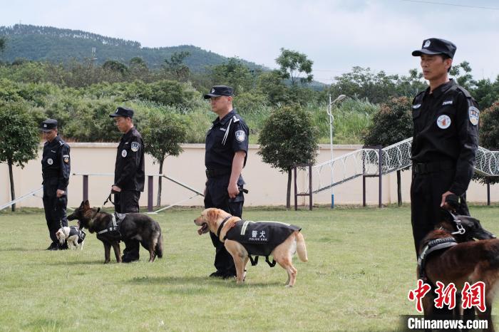 广西上百名学生参观警犬训练营 与可爱"警察"亲密互动