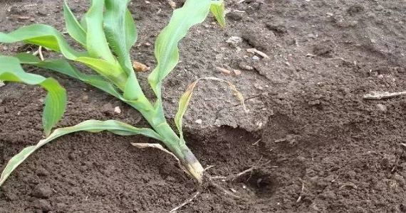 施肥烧苗多久才能恢复