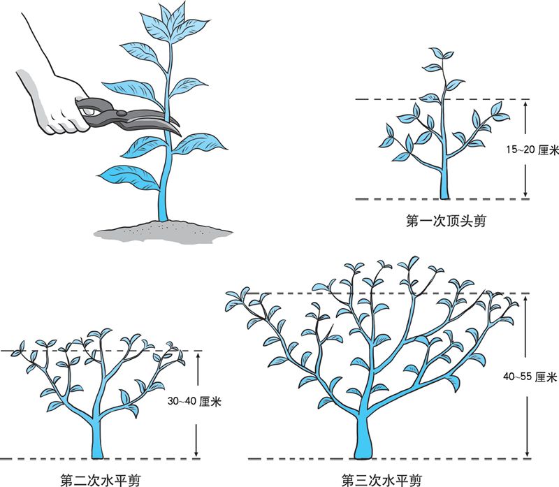 茶花小苗修剪造型图片