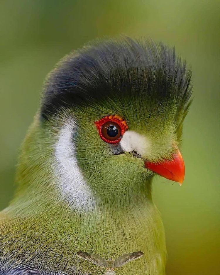 世界十大最美丽的鸟,你觉得呢!