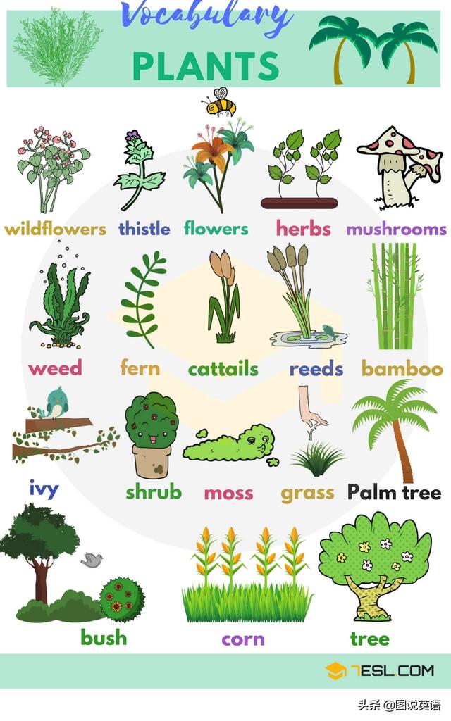 图说英语单词系列:植物篇