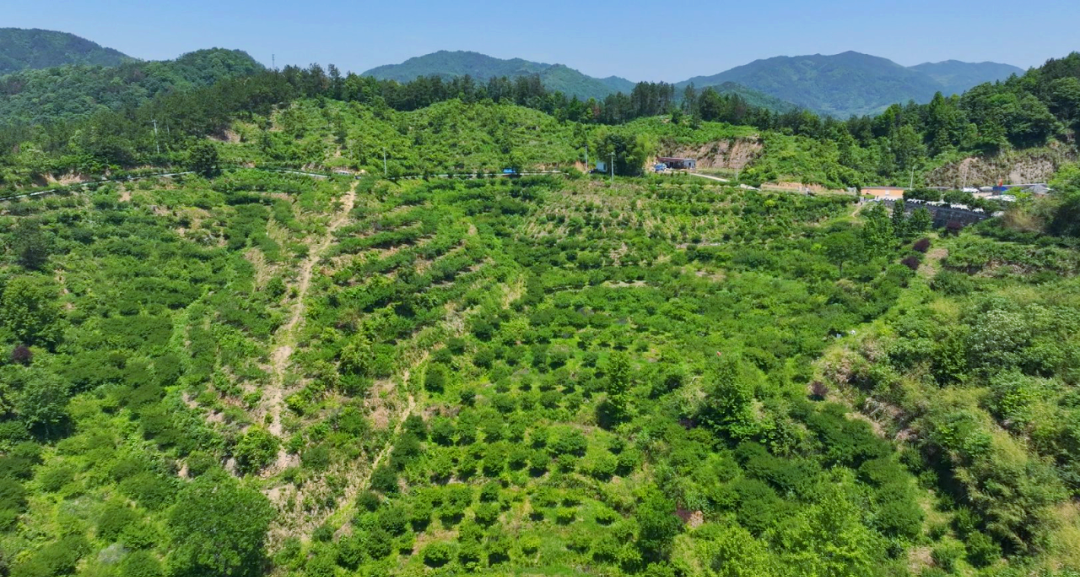 青梅基地的丰收与乡村振兴新路径