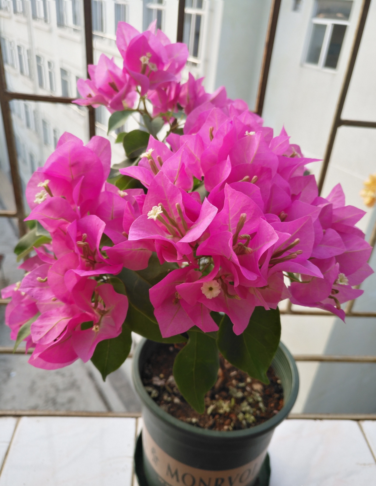 三角梅界的"贵族"—比芭,花色柔美,开花超勤奋,很值得拥有