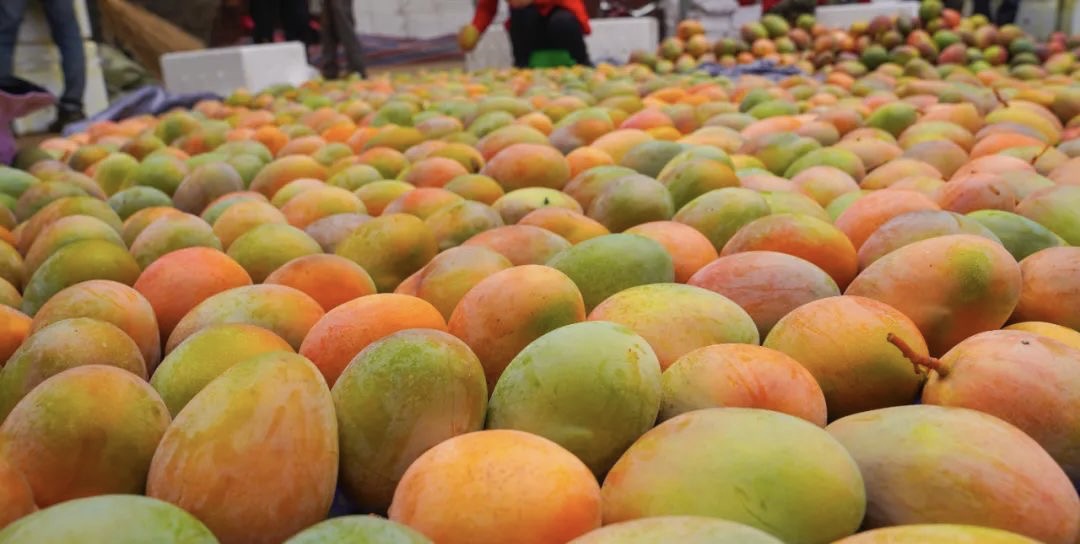 米易芒果 一品难忘