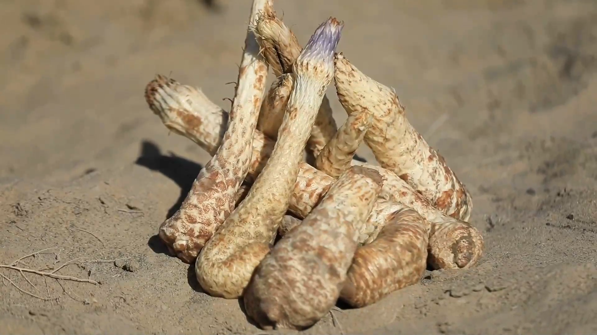 新疆且末县:10万多亩"沙漠人参"春收忙