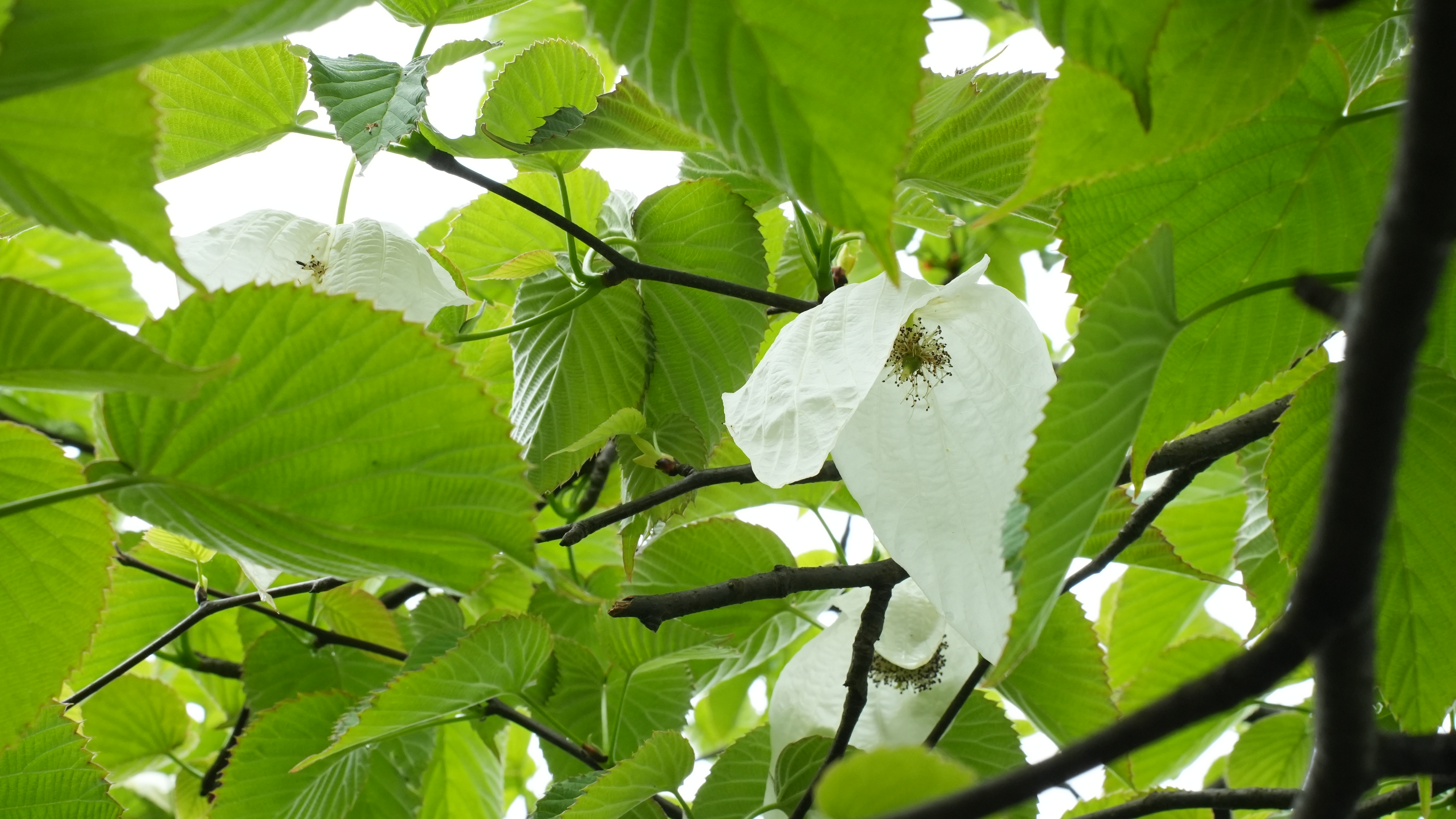 c视频|宜宾珙县万株珙桐花盛放,珍贵粉色品种引关注