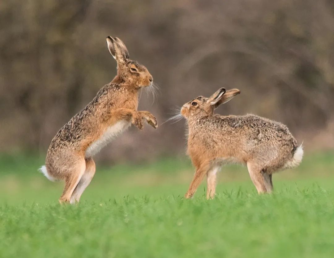 像穴兔和普通家兔一蹬就是3米远,腿更长的野兔甚至蹬得更远,逃命这事